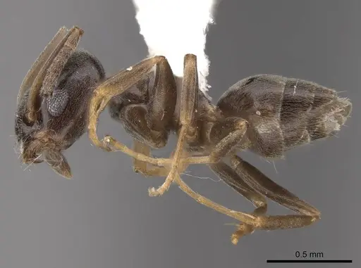 Tapinoma sessile - CASENT0923117