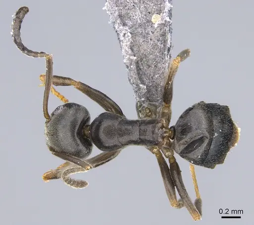 Tapinoma sessile - CASENT0923740