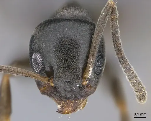 Tapinoma sessile - CASENT0923740