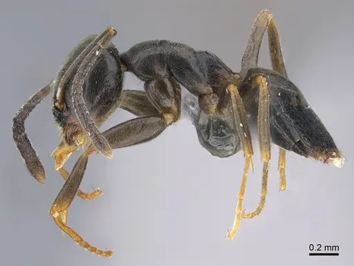 Tapinoma sessile - CASENT0923740