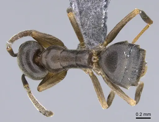 Tapinoma sessile - CASENT0923741