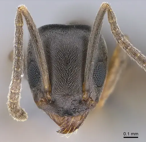 Tapinoma sessile - CASENT0923741