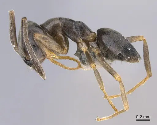 Tapinoma sessile - CASENT0923741