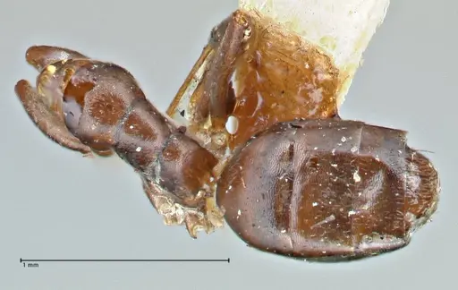 Tapinoma sessile - FOCOL2872