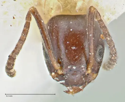 Tapinoma sessile - FOCOL2872