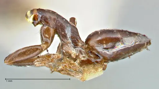 Tapinoma sessile - FOCOL2872