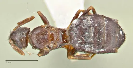 Tapinoma sessile - FOCOL2873