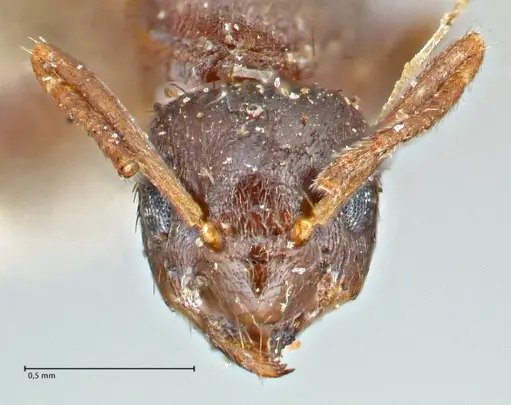 Tapinoma sessile - FOCOL2873