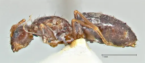 Tapinoma sessile - FOCOL2873