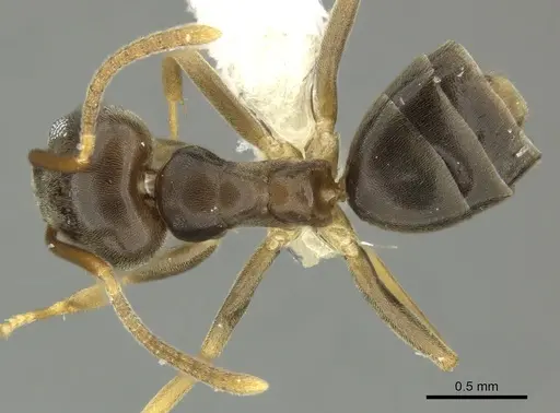 Tapinoma sessile - JTLC000014295