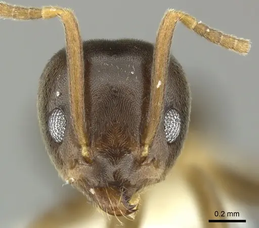 Tapinoma sessile - JTLC000014295