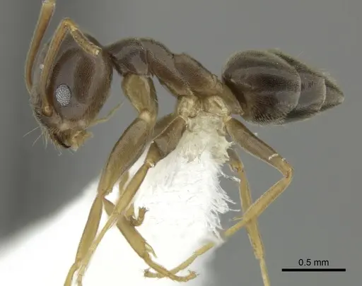 Tapinoma sessile - JTLC000014295