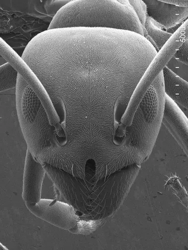 Tapinoma simrothi specimen