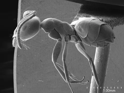 Tapinoma simrothi specimen