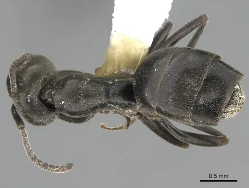 Tapinoma simrothi - ANTWEB1041888