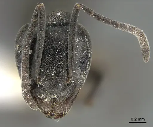 Tapinoma simrothi - ANTWEB1041888