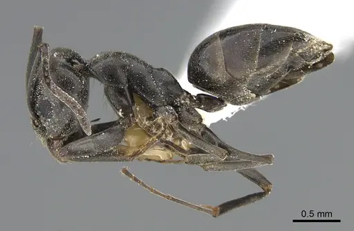 Tapinoma simrothi - ANTWEB1041888