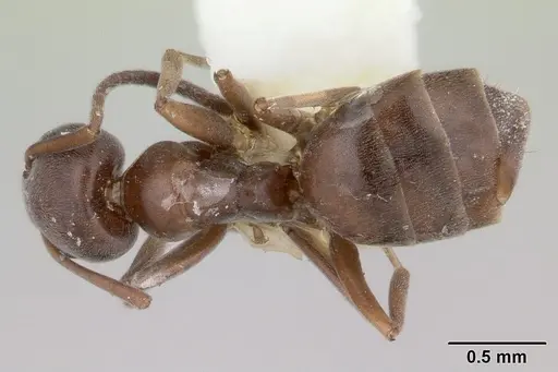 Tapinoma simrothi - CASENT0178242