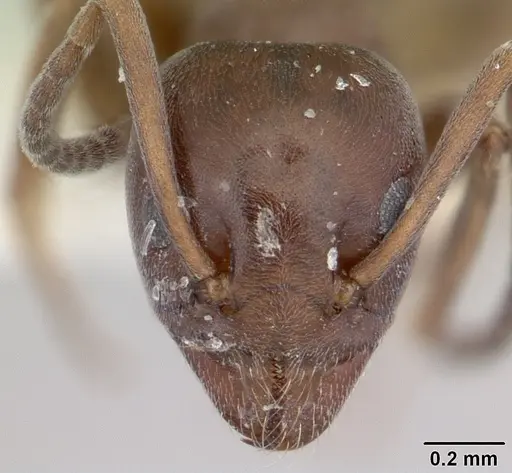 Tapinoma simrothi - CASENT0178242