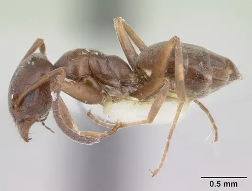 Tapinoma simrothi - CASENT0178242