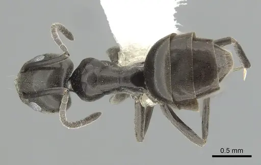 Tapinoma simrothi - CASENT0249771