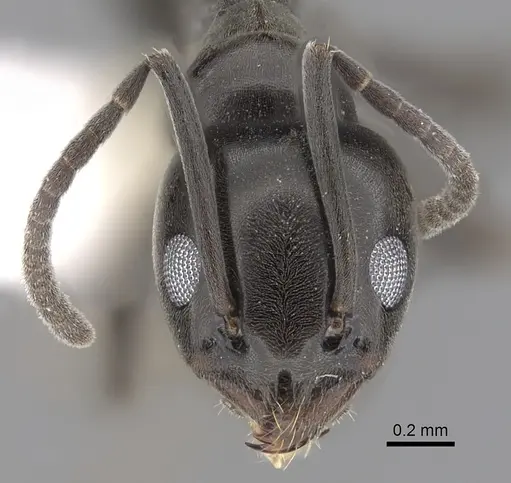 Tapinoma simrothi - CASENT0249771