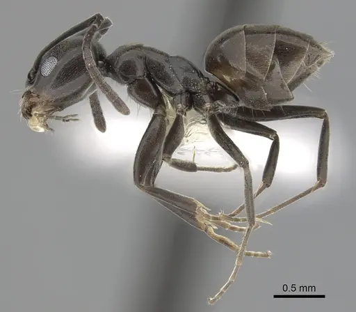 Tapinoma simrothi - CASENT0249771