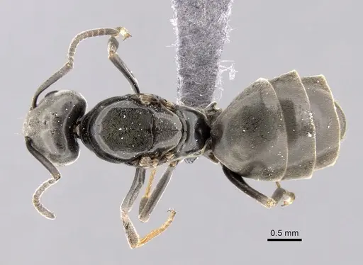 Tapinoma simrothi - CASENT0263646