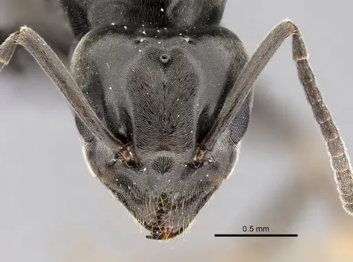 Tapinoma simrothi - CASENT0263646