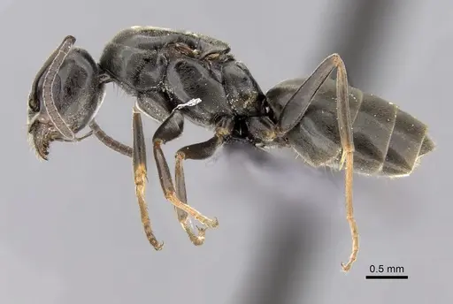 Tapinoma simrothi - CASENT0263646