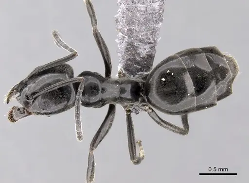 Tapinoma simrothi - CASENT0263927