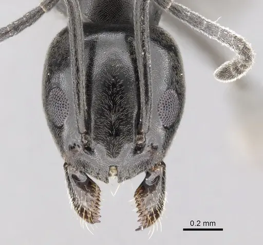 Tapinoma simrothi - CASENT0263927