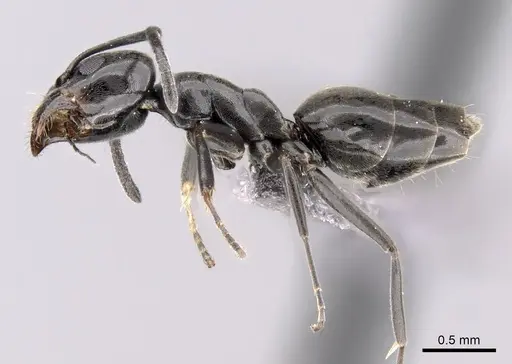 Tapinoma simrothi - CASENT0263927