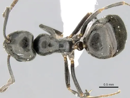 Tapinoma simrothi - CASENT0906355