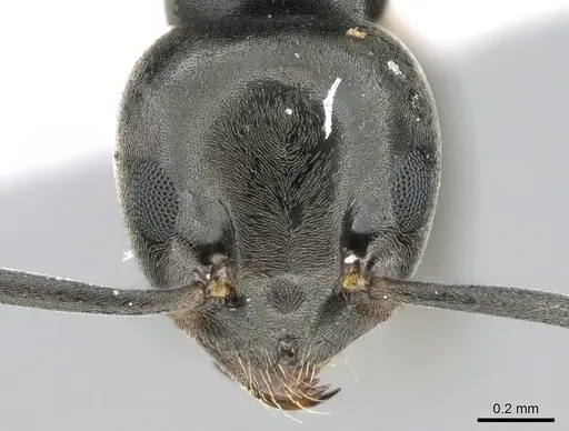 Tapinoma simrothi - CASENT0906355