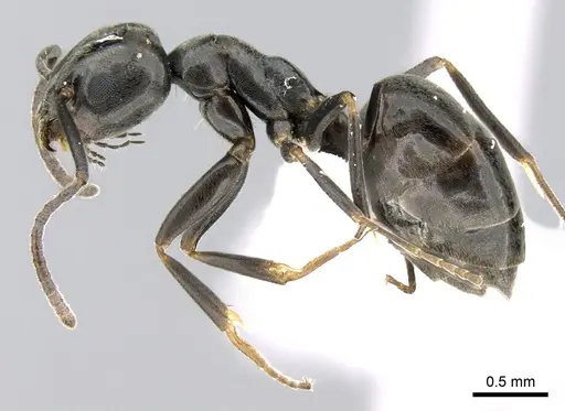 Tapinoma simrothi - CASENT0906355