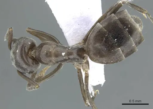 Tapinoma simrothi - CASENT0910228