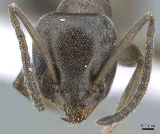 Tapinoma simrothi - CASENT0910228