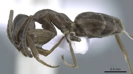 Tapinoma simrothi - CASENT0910228