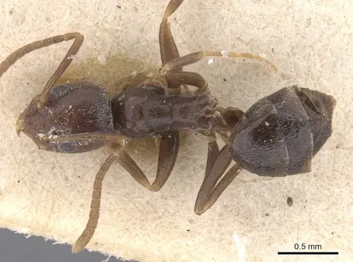 Tapinoma simrothi - CASENT0913749