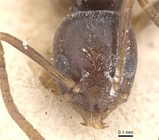 Tapinoma simrothi - CASENT0913749