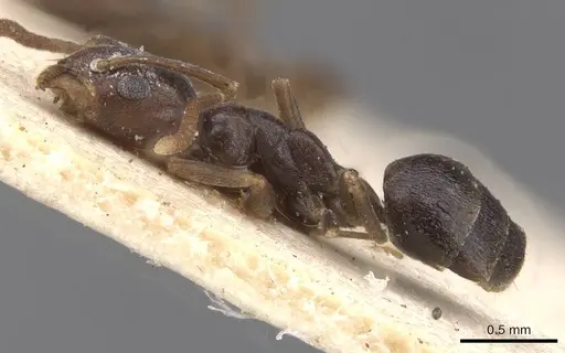 Tapinoma simrothi - CASENT0913749