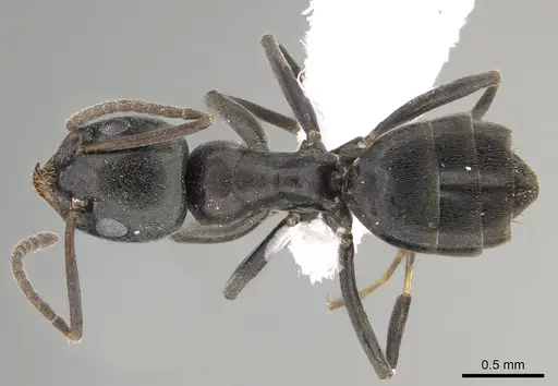 Tapinoma simrothi - CASENT0919801