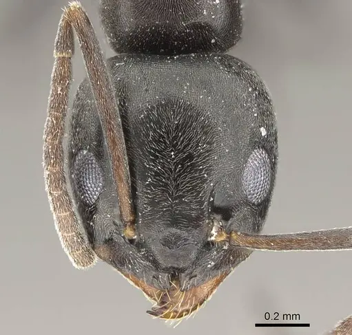 Tapinoma simrothi - CASENT0919801