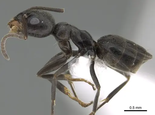 Tapinoma simrothi - CASENT0919801