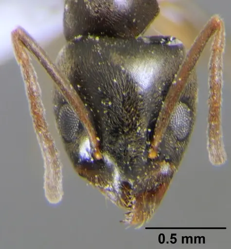 Tapinoma simrothi - CFH000035