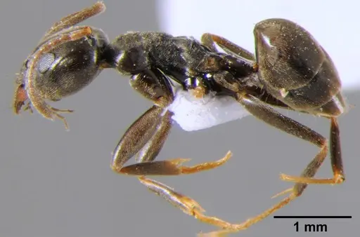 Tapinoma simrothi - CFH000035