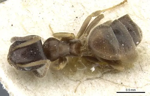 Tapinoma sinense specimen