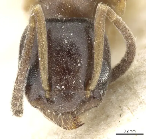 Tapinoma sinense specimen