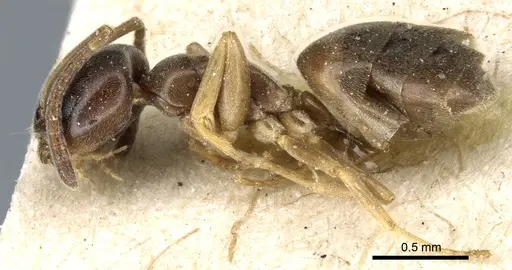 Tapinoma sinense specimen